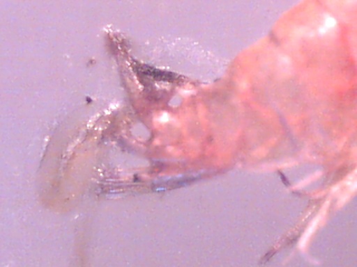 Piccoli crostacei raccolti dal Po vicino a Settimo Torinese